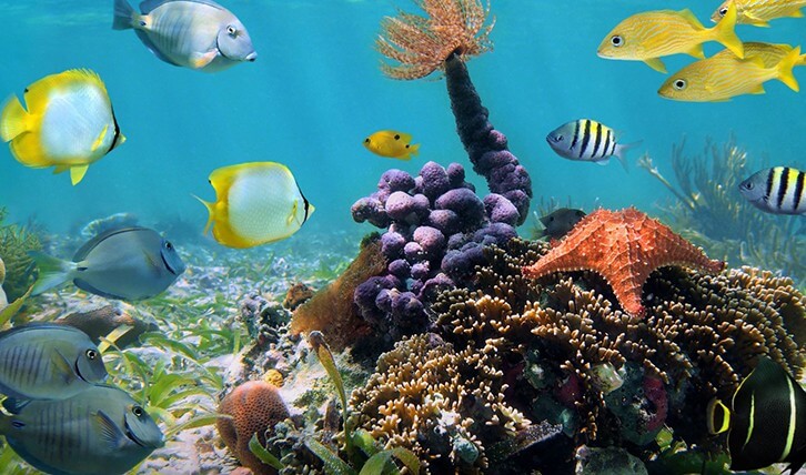 Rafa koralowa i pływające rybki w oceanarium